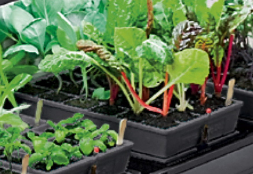 Garden Classes 2022
